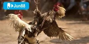 Jun88 đầu tư mạnh vào công nghệ phát trực tuyến đá gà cựa sắt